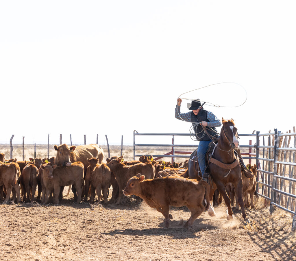 Cowboy working cattle